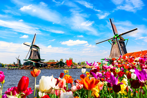 Dutch spring landscape. Blooming colorful tulips flowerbed against river and windmills. Zaanse Schans village in the Netherlands.