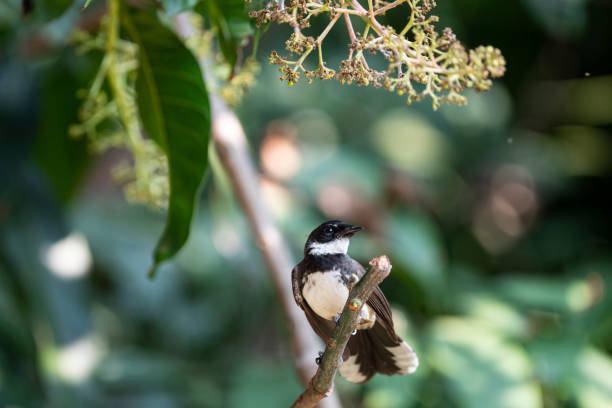 istock Sunda Pied Fantail 1317637513
