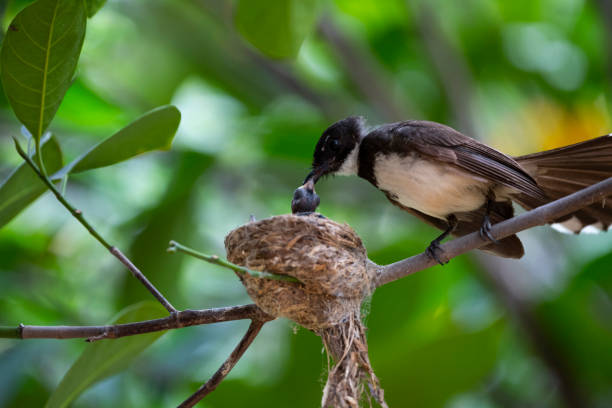 istock Sunda Pied Fantail 1317637583