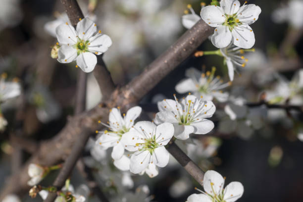istock Prunus spinosa, blackthorn, sloe white flowers closeup selective focus 1317637619
