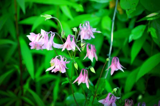 istock Flower Aquilegia (Latin Aquilegia) or Water collection 1317637725