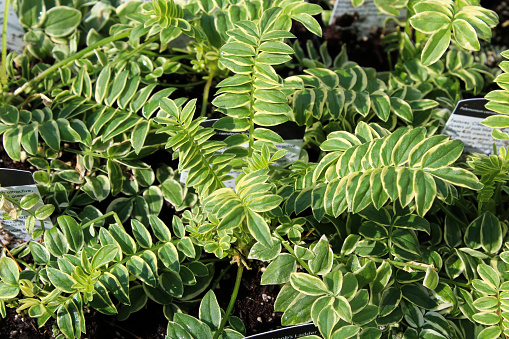 Closeup of the green variegated leaves on a Jacobs Ladder.