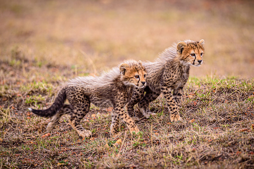 Two Cheetah cub portrait shot in Maasai Mara, Kenya.