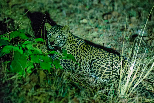Leopard photographed in night. stock photo