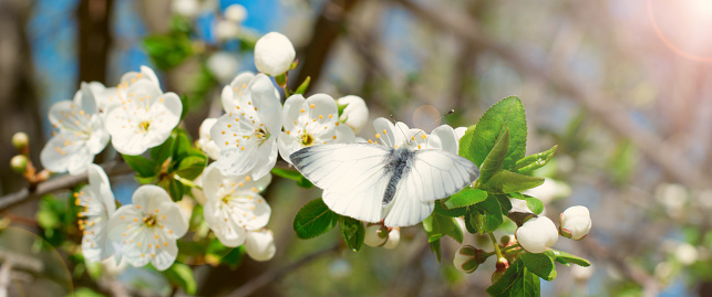 Green-veined white butterfly on blooming apple tree branch on a sunny day. Toned image