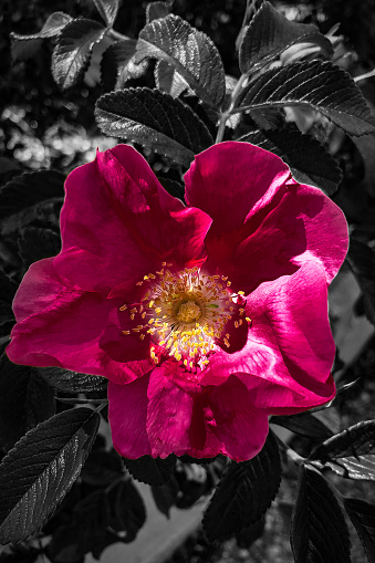 Alpine Rose in Rose Garden