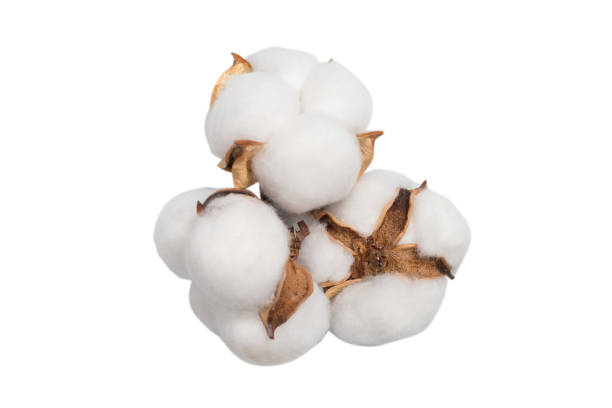 istock Cotton flower branch isolated on white background. 1317643723