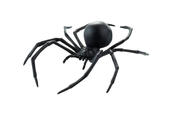 istock Fake rubber spider toy isolated over a white background 1317644910