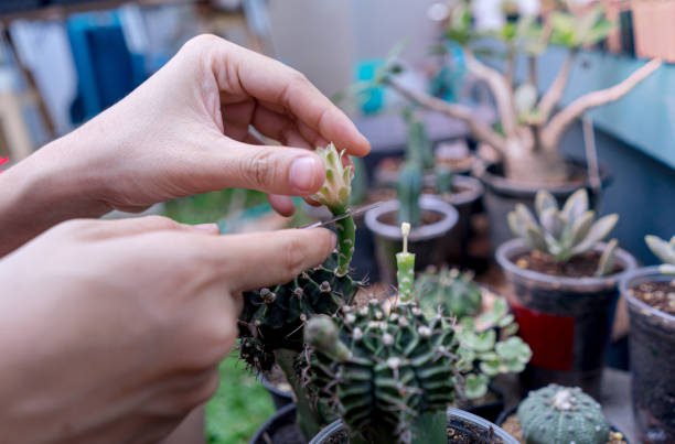 istock Professional Entrepreneur or small tree seller Pollinate flowers cactus. 1317646573