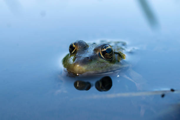 istock Macro portrait of marsh frog 1317647623