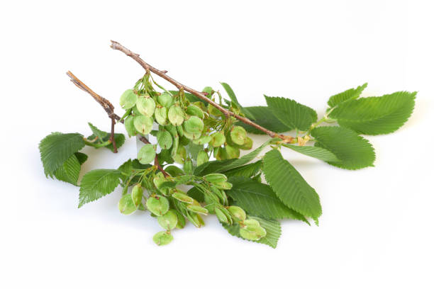 istock Ulmus minor or Elm tree flowering branch isolated on a white background. 1317647646