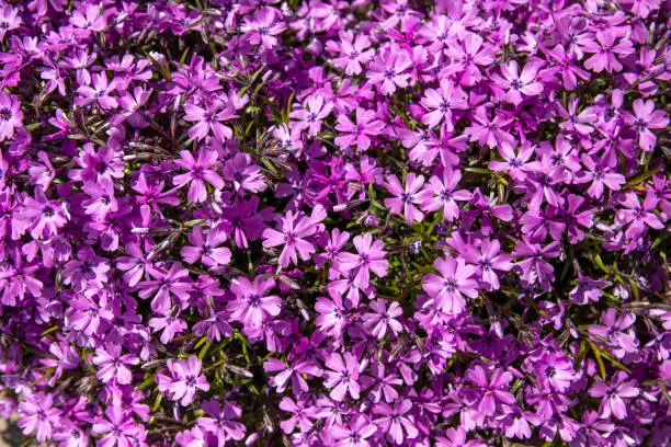 Pink carpet of phlox flowers in the garden, close-up, background