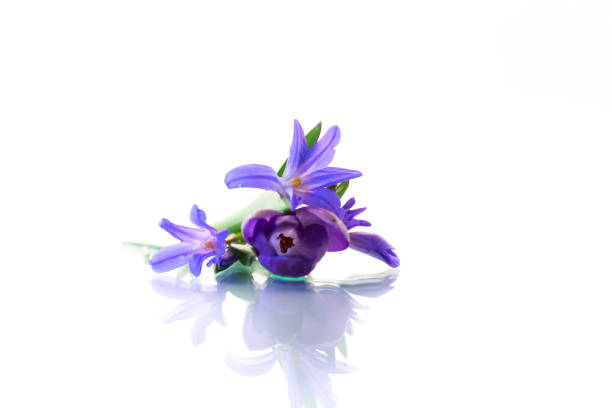 istock early spring purple flowers crocuses on white background 1317647799