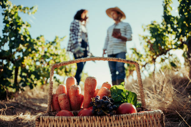 Two farmers working on harvest researching techniques on digital tablet while standing in vineyards