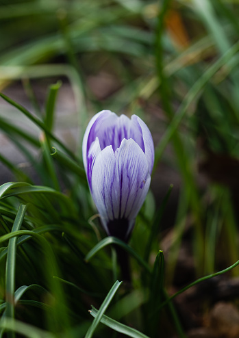 Close up of a purple crocus flower blooming in a garden in spring. in Kingston, ON, Canada