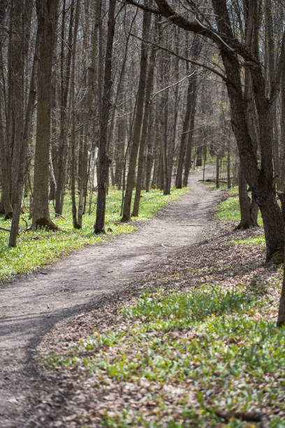istock Hiking path through the woods on a spring day in Ontario, Canada. 1317649240