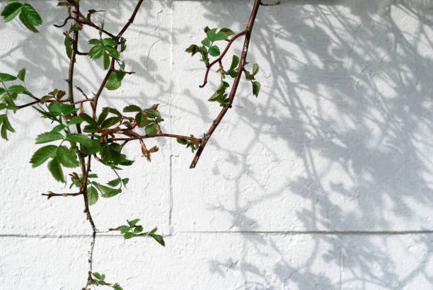 istock Branches with green leaves against the white wall 1317650923