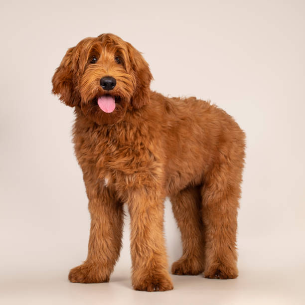 istock Cobberdog Labradoodle on champagne background 1317652003