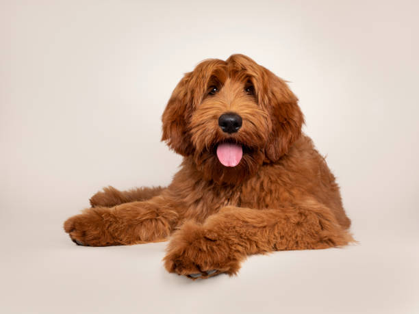 istock Cobberdog Labradoodle on champagne background 1317652014