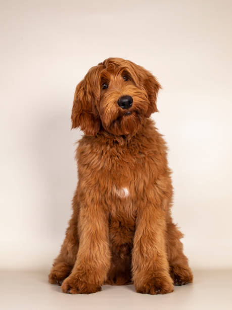 istock Cobberdog Labradoodle on champagne background 1317652117