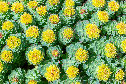 Rhodiola rosea blossom by springtime at sunny day.