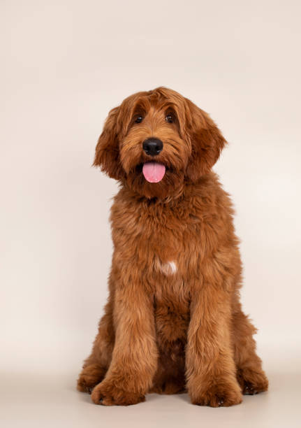 istock Cobberdog Labradoodle on champagne background 1317652141
