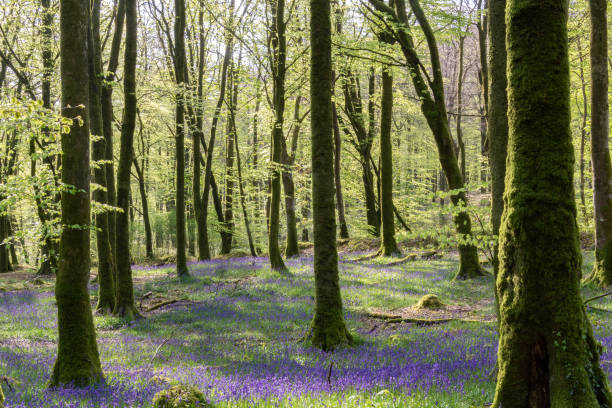 istock Beech forest in the warm spring light with carpets of bluebell flowers. 1317652170