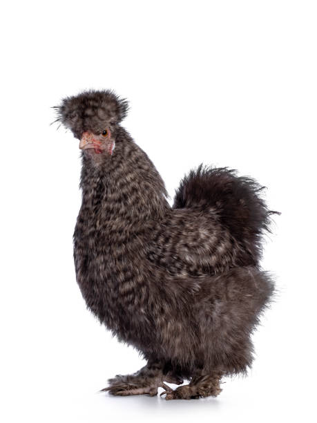 istock Cuckoo Silkie chicken on white background 1317652251