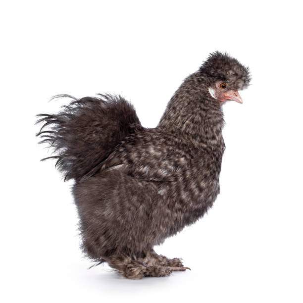 istock Cuckoo Silkie chicken on white background 1317652264