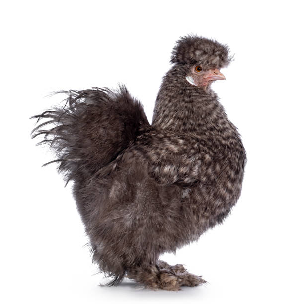 istock Cuckoo Silkie chicken on white background 1317652273