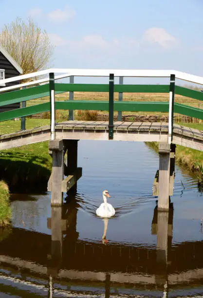 Single mute swan swims under a bridge. Bridge over water.
