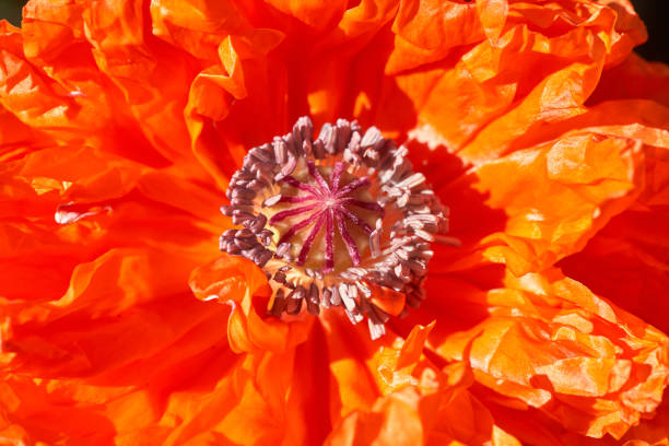 柔らかい背景にケシの花のクローズアップ - poppy purple flower close up ストックフォトと画像