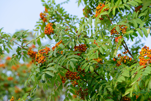 red currant on a bush in the garden