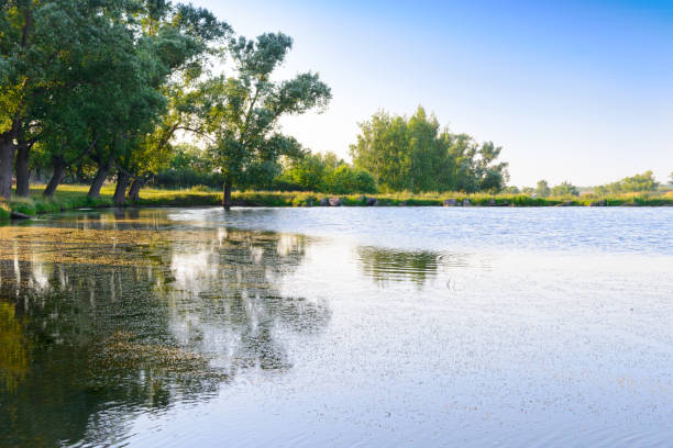 istock Summer landscape with a pond and green banks with trees 1317654939