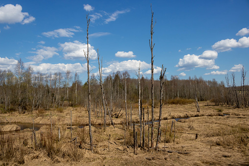 Spring landscape of dried grass and trees.