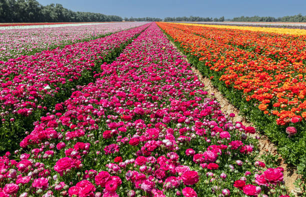 istock Fields planted with colored buttercups to the horizon 1317657158