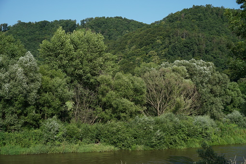 River bank of river Hron in Slovakia is densely covered with trees and bushes. Mountains with coniferous woodland is on the background.