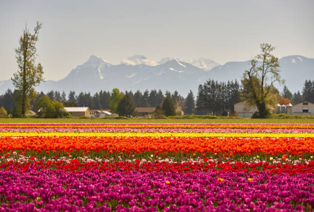 istock Fraser Valley Tulips in the Sun 1317658531