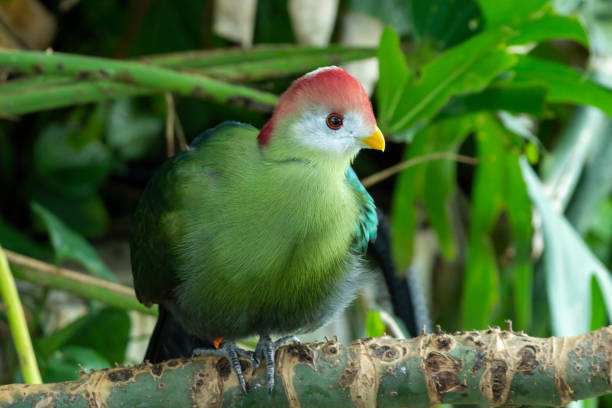 istock A red-crested turaco (Tauraco erythrolophus) up close. A beautiful tropical African bird. 1317658791