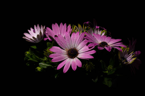 istock Pink Osteospermum flowers with dark background 1317661301
