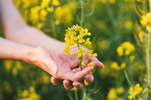 a asian girl picking and holding flowers on \nrapeseed field