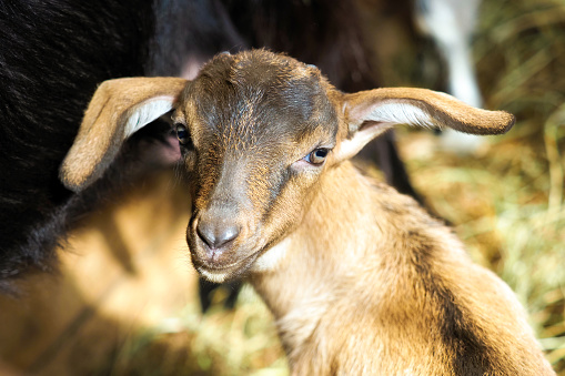 Cute little goat looking at the camera. Portrait of brown nubian kid goat