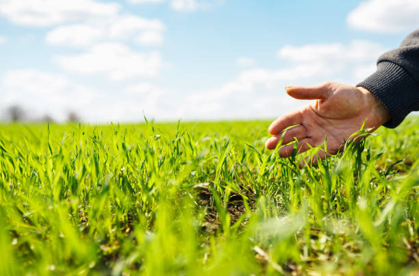 農家の手��に若い緑の小麦の苗。 - field landscape green wheat ストックフォトと画像