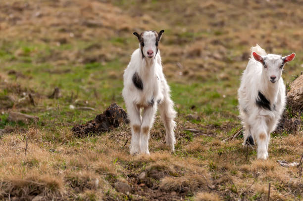 istock Portrait of a small young goat 1317663880