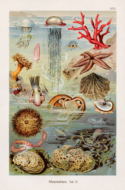 ilustraciones, imágenes clip art, dibujos animados e iconos de stock de cromoolithografía de vida marina 1899 - jellyfish animal cnidarian sea