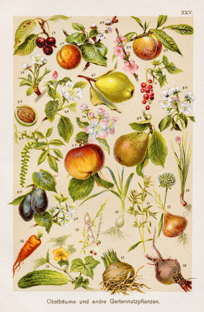 F. Martin's Natural History. Large edition. Revised by M. Kohler, 1899