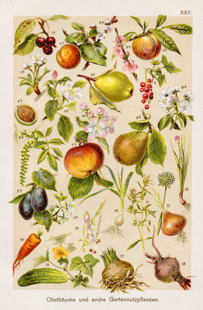 Fruit trees and other garden crops Chromolithography 1899 F. Martin's Natural History. Large edition. Revised by M. Kohler, 1899 engraving food onion engraved image stock illustrations