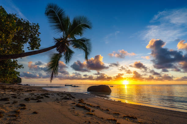 istock beautiful sunrise on paradise beach, seychelles 1317664553