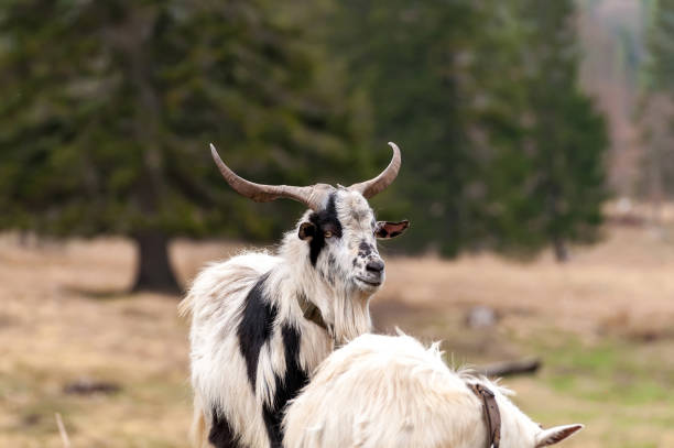 istock View on a goat standing on the field 1317664666