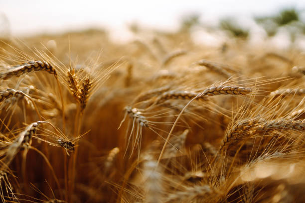 istock Gold wheat field. Wheat field natural product. 1317664841